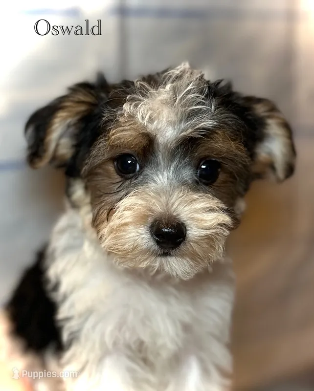 Oswald – Yorkipoo puppy for sale in Montgomery, MA