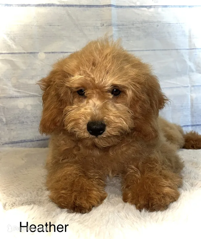Heather – Miniature Goldendoodle puppy for sale in Montgomery, MA