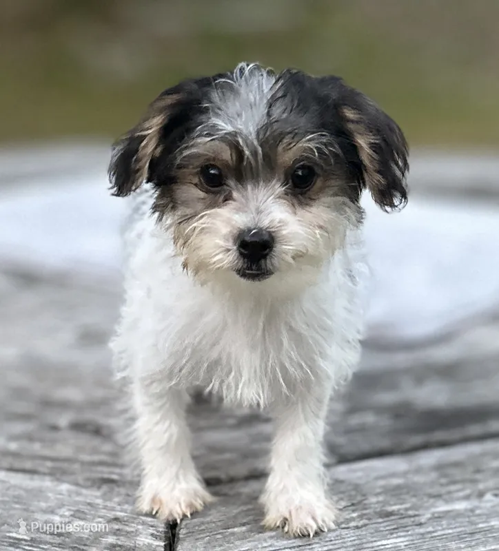 Holly – Yorkipoo puppy for sale in Montgomery, MA