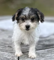 Holly, a female Yorkipoo for sale in Montgomery, MA – 1 of 2
