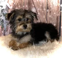 Cody, a male Yorkipoo for sale in Montgomery, MA – Photo 1 of 2