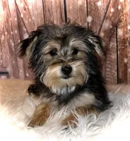Cody, a male Yorkipoo for sale in Montgomery, MA – Photo 2 of 2