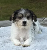 Holly, a female Yorkipoo for sale in Montgomery, MA – 2 of 2