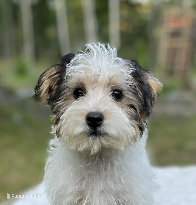 Oliver – Yorkipoo puppy for sale in Montgomery, MA
