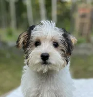 Oliver, a male Yorkipoo for sale in Montgomery, MA – 1 of 1