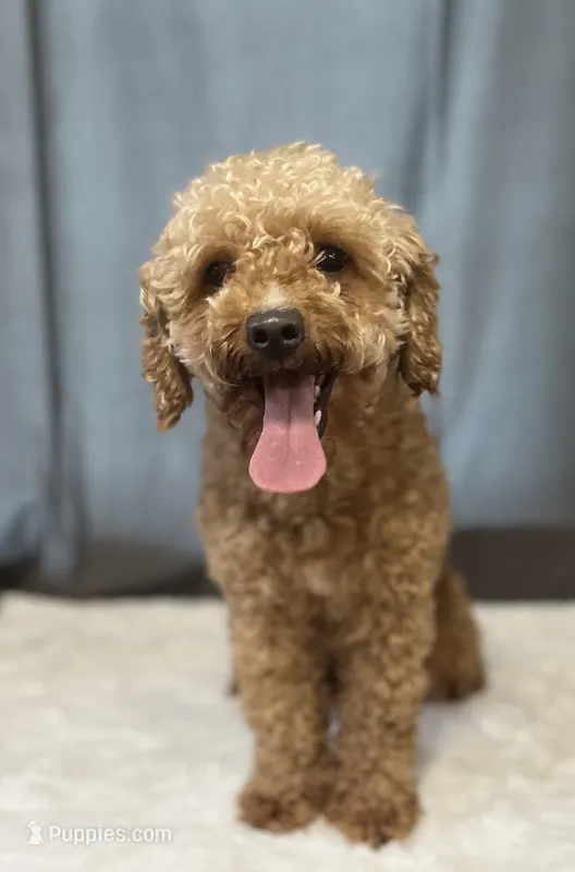 Poppy – Poodle - Miniature  puppy for sale in Montgomery, MA