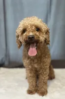 Poppy, a female Poodle - Miniature  for sale in Montgomery, MA – 1 of 1