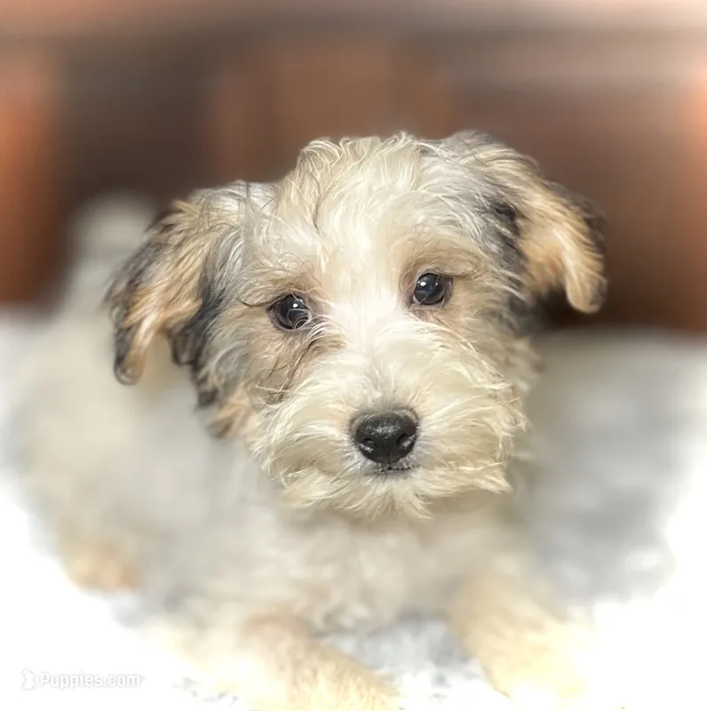 Oliver – Yorkipoo puppy for sale in Montgomery, MA