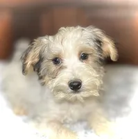 Oliver, a male Yorkipoo for sale in Montgomery, MA – 1 of 1