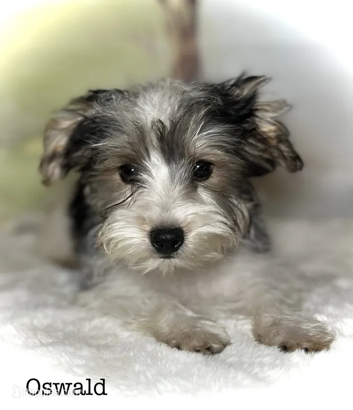 Oswald – Yorkipoo puppy for sale in Montgomery, MA