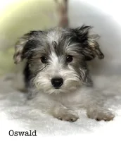 Oswald, a male Yorkipoo for sale in Montgomery, MA – 1 of 1