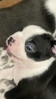 Dunkin, a male Boston Terrier for sale in Bremerton, WA – 3 of 4