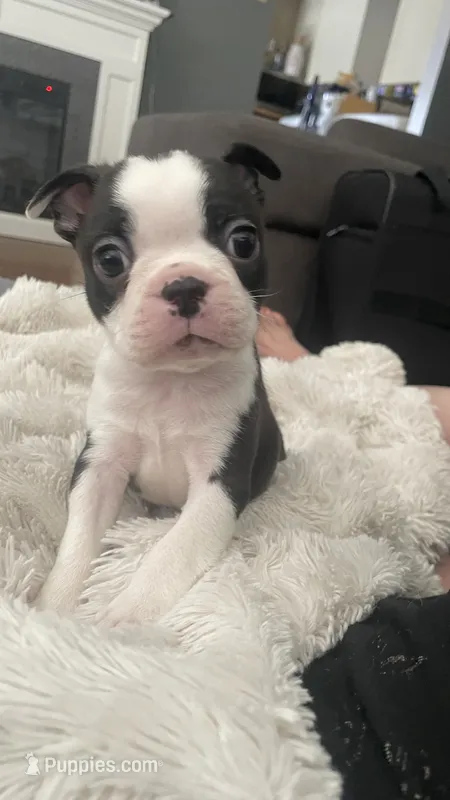 Captain – Boston Terrier puppy for sale in Bremerton, WA