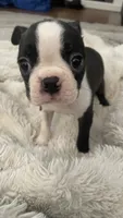 On Hold- Deisel, a male Boston Terrier for sale in Bremerton, WA – 2 of 9