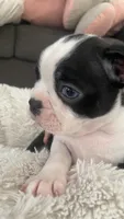 On Hold - Dunkin, a male Boston Terrier for sale in Bremerton, WA – 2 of 7