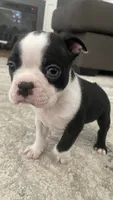 On Hold - Dunkin, a male Boston Terrier for sale in Bremerton, WA – 4 of 7