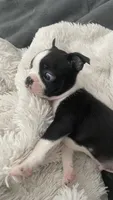 On hold-Dash, a male Boston Terrier for sale in Bremerton, WA – 3 of 10