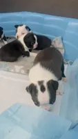 Captain, a male Boston Terrier for sale in Bremerton, WA – 5 of 6