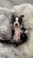 On Hold- Deisel, a male Boston Terrier for sale in Bremerton, WA – 3 of 9