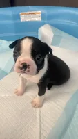 Dash, a male Boston Terrier for sale in Bremerton, WA – 2 of 5