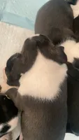 Deisel, a male Boston Terrier for sale in Bremerton, WA – 5 of 5