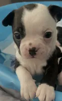 Panda, a male Boston Terrier for sale in Bremerton, WA – 4 of 4