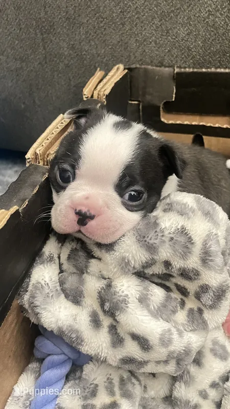 Captain – Boston Terrier puppy for sale in Bremerton, WA