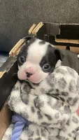 Captain, a male Boston Terrier for sale in Bremerton, WA – 1 of 6