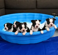 On Hold-Panda, a male Boston Terrier for sale in Bremerton, WA – 4 of 7