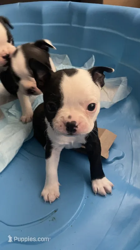 On Hold-Panda – Boston Terrier puppy on hold in Bremerton, WA
