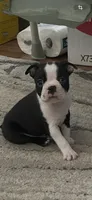 On Hold - Dunkin, a male Boston Terrier for sale in Bremerton, WA – 7 of 7