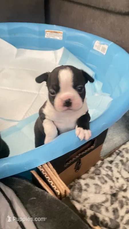 Deisel – Boston Terrier puppy for sale in Bremerton, WA