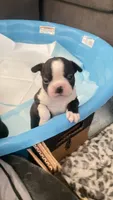Deisel, a male Boston Terrier for sale in Bremerton, WA – 1 of 5