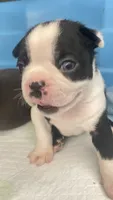 Dunkin, a male Boston Terrier for sale in Bremerton, WA – 4 of 4
