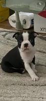 On Hold - Dunkin, a male Boston Terrier for sale in Bremerton, WA – 1 of 7