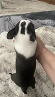 On Hold - Captain, a male Boston Terrier for sale in Bremerton, WA – 5 of 10