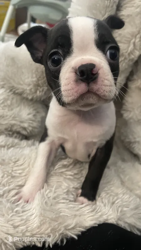 Deisel – Boston Terrier puppy for sale in Bremerton, WA