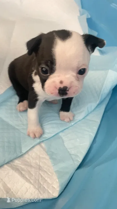 Panda – Boston Terrier puppy for sale in Bremerton, WA