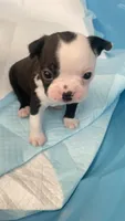 Panda, a male Boston Terrier for sale in Bremerton, WA – 1 of 4