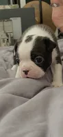 Captain, a male Boston Terrier for sale in Bremerton, WA – 6 of 6