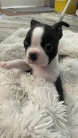 On Hold- Deisel, a male Boston Terrier for sale in Bremerton, WA – 5 of 9