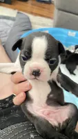 Deisel, a male Boston Terrier for sale in Bremerton, WA – 2 of 5