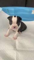 Captain, a male Boston Terrier for sale in Bremerton, WA – 2 of 6