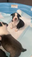 Dash, a male Boston Terrier for sale in Bremerton, WA – 4 of 5