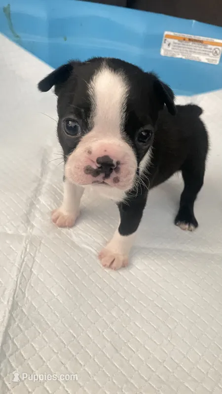 Dash – Boston Terrier puppy for sale in Bremerton, WA