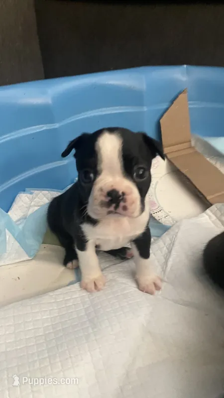 Dash – Boston Terrier puppy for sale in Bremerton, WA