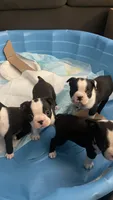 On Hold - Dunkin, a male Boston Terrier for sale in Bremerton, WA – 5 of 7