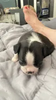 Dash, a male Boston Terrier for sale in Bremerton, WA – 5 of 5