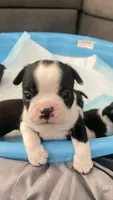 Dunkin, a male Boston Terrier for sale in Bremerton, WA – 2 of 4