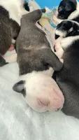 Panda, a male Boston Terrier for sale in Bremerton, WA – 3 of 4